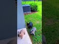 Dog embarrassing moments #dog #funny