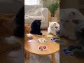 KEDİLER UNO OYNARSA NE OLUR?  #kedi #cat #müzik #şarkı #best #new #animal #trending #trend #viral