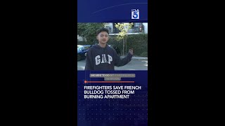 Firefighters save French bulldog tossed from burning apartment