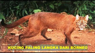 KUCING MERAH by John Bern 19 views 1 year ago 4 minutes, 29 seconds