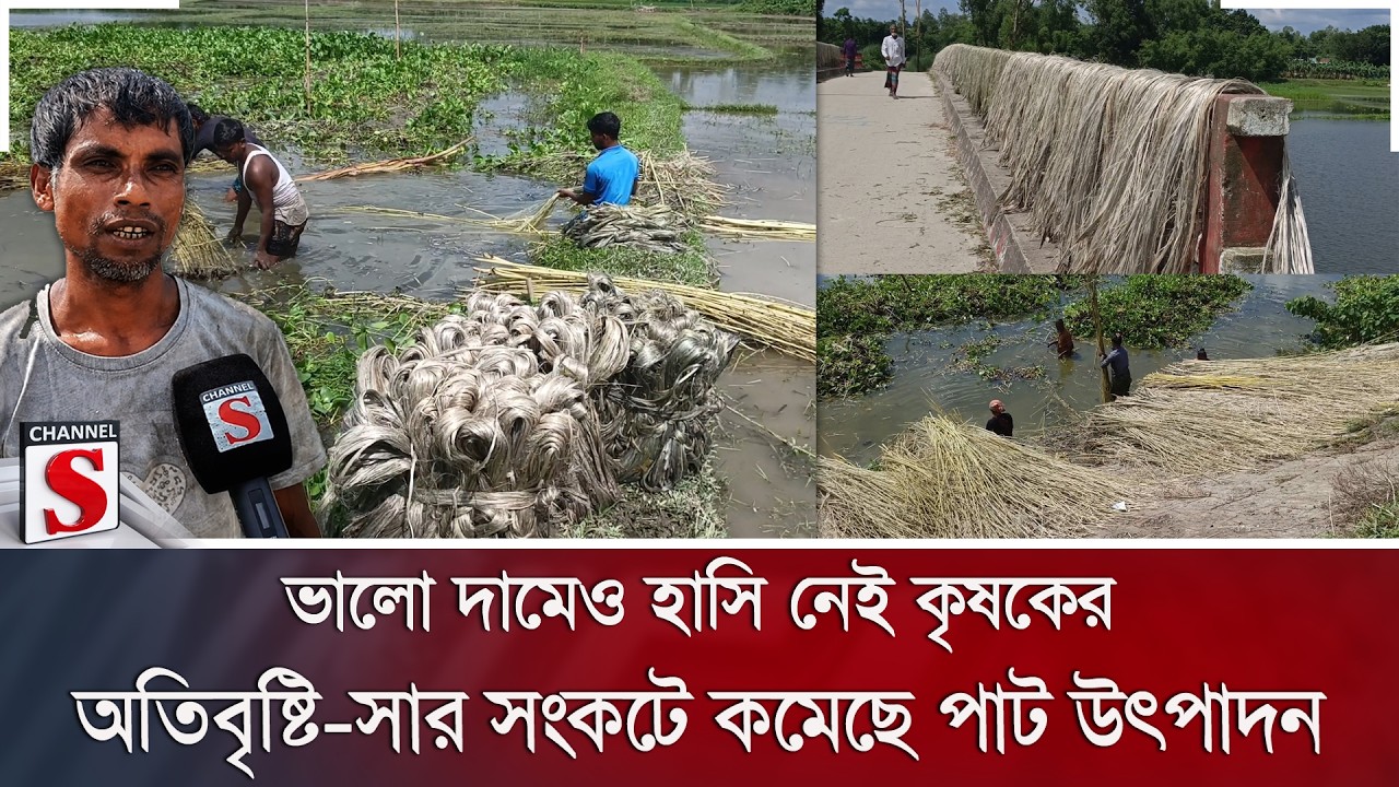 ভালো দামেও হাসি নেই কৃষকের; অতিবৃষ্টি-সার সংকটে কমেছে পাট উৎপাদন | Jute | Debiganj | Channel S News