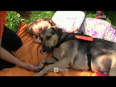 Video: Gress Markiserer Og Hunder - Risiko, Symptomer Og Behandling