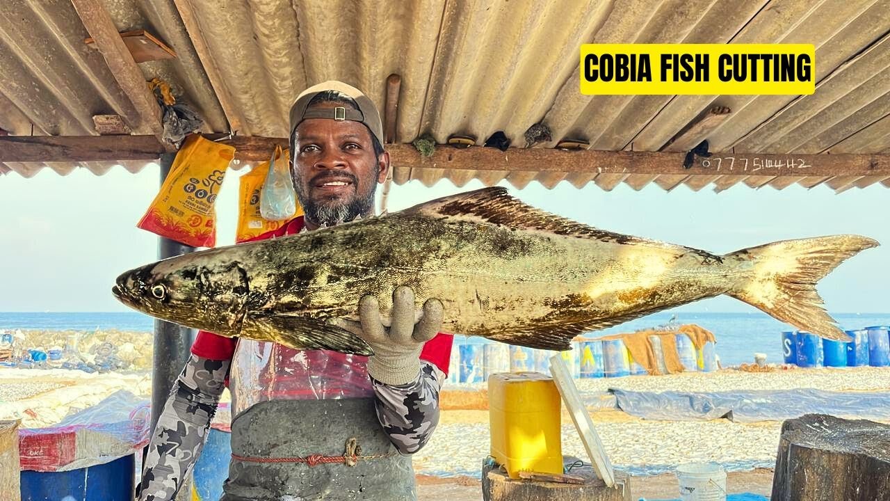 Cobia Fish Cutting Masterclass: Amazing Skills at the Traditional Fish Market (ASMR)