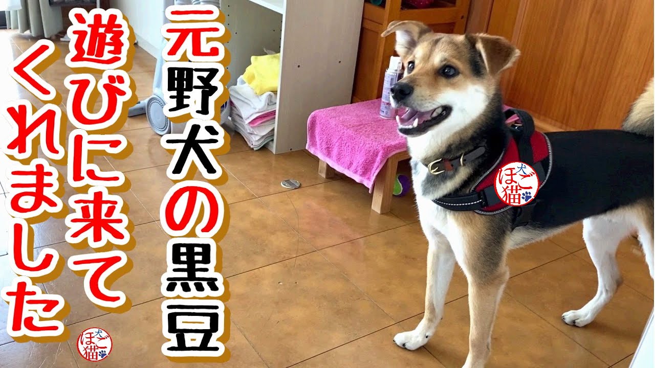 元保護犬】黒豆が遊びに来てくれました - YouTube