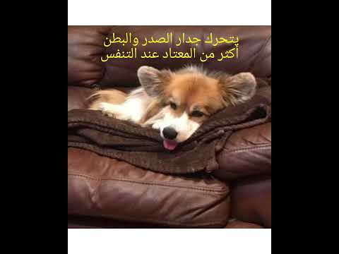 صعوبه أو ضيق التنفس عند الكلاب وأعراضه