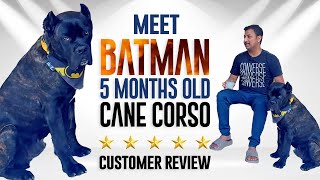 Meet Batman A Cane Corso: Customer Review: Sri Sai Pet World: Black Panther by Sri Sai Pet World 714 views 1 month ago 10 minutes, 14 seconds