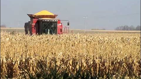 2008 Combining corn near St Thomas MN