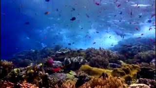 ANGGUN - OCEAN LOVE - Океан Любви.mp4