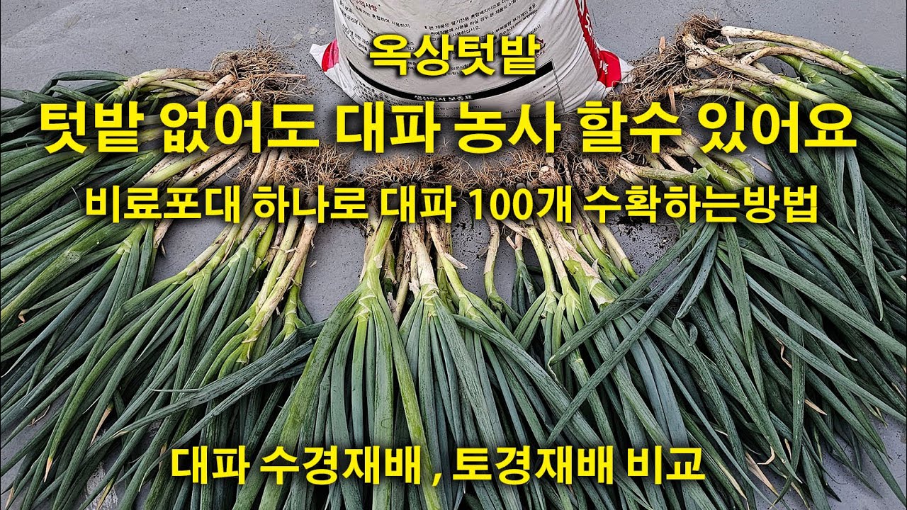 텃밭작물 가장쉬운 대파농사 및 수확방법, 수경재배 , 물주는 방법 - YouTube