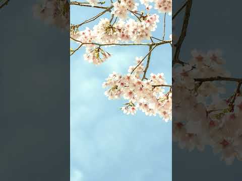 09 / 💐💐💐Children's songs | 💐💐💐Детские песни про весну | 💐💐💐Children's songs about spring💐💐💐