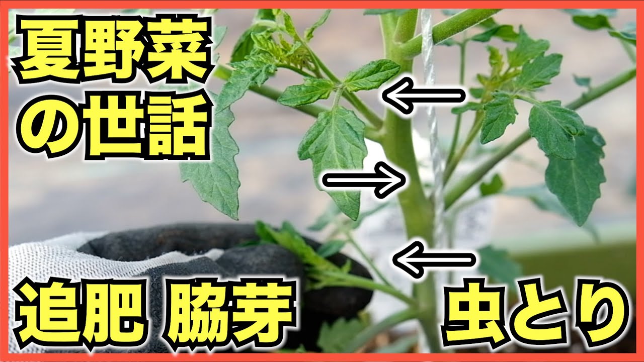 家庭菜園】5月上旬に植えたトマトやナス, ピーマンなどの夏野菜の