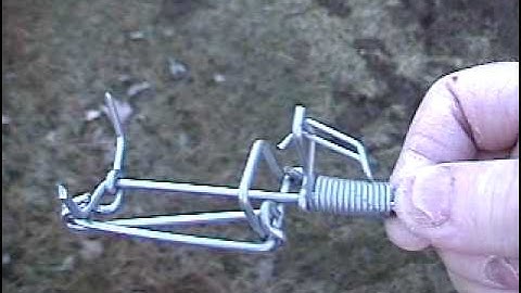 Setting the Trapline mole trap