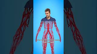 How Long Are Human Blood Vessels Actually? 😯 #shorts