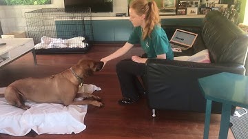 Samantha Jackson Shaping Head Dip (Lesson 4 Exercise 4.1)