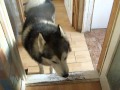 Alaskan malamute talking