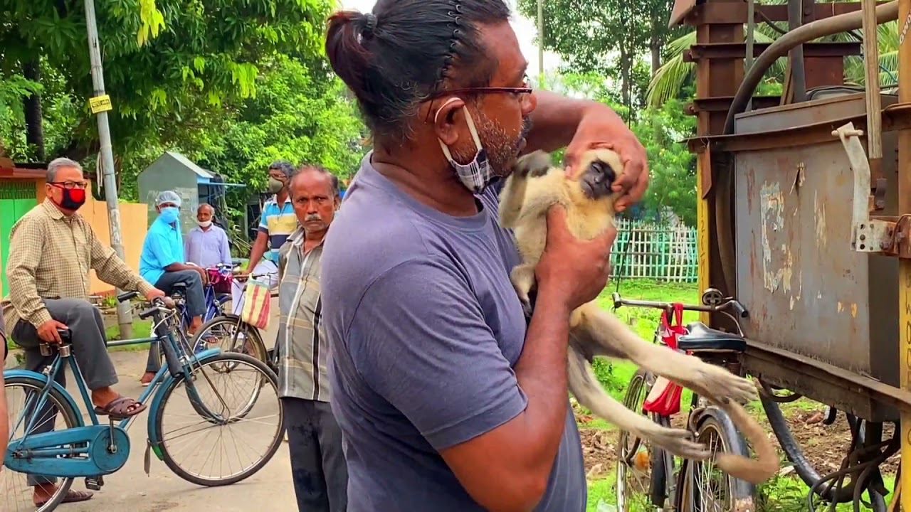 Dog Vs Monkey || Real Fight (DID’t GO WELL) Try to save but The End Was Brutal. #fight #dogvsmonkey