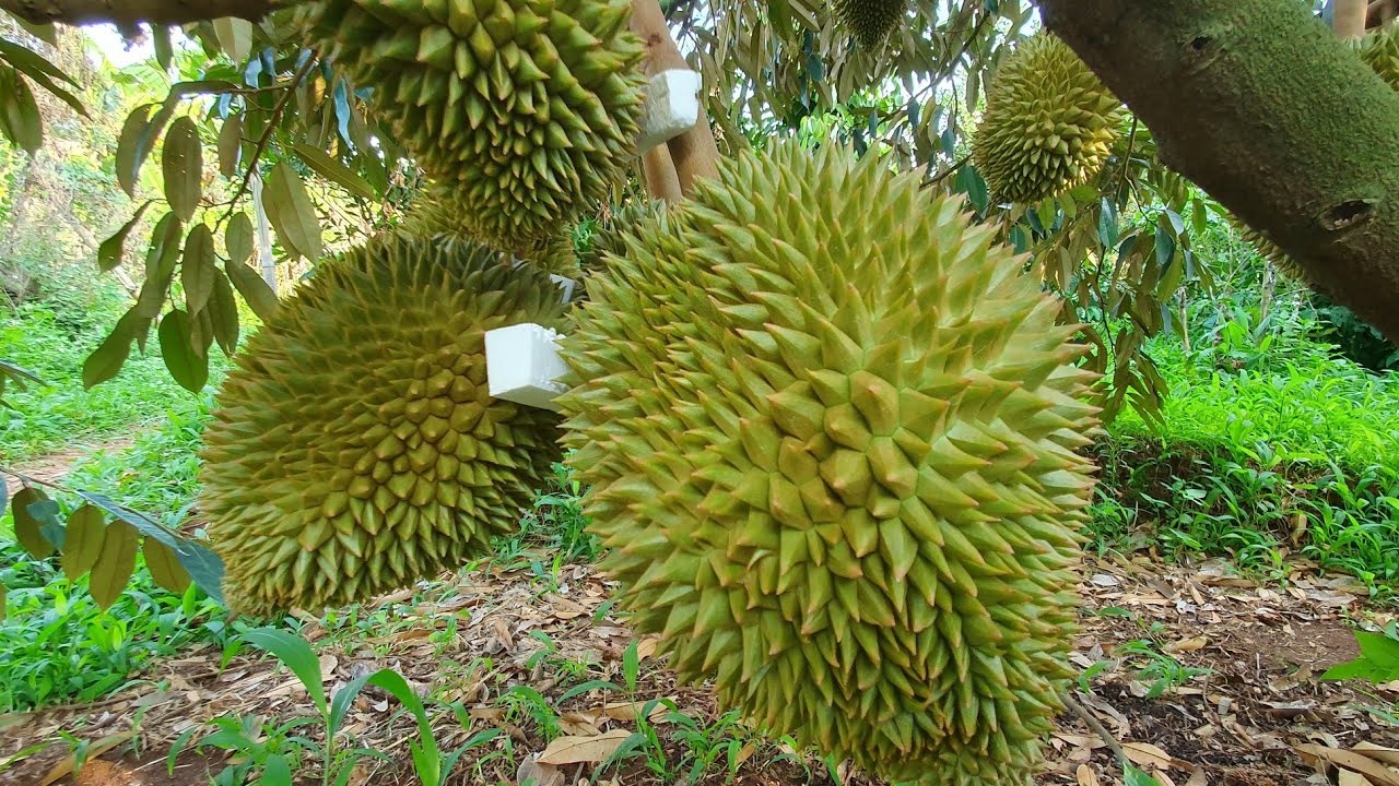 chạy đà cho sầu riêng thái 60 ngày tuổi.