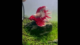 Mi pez betta RED FCCP HALFMOON