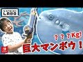 ニンテンドーラボ サメよりデカいのか！？ 巨大マンボウを釣り上げる！！ 家族で釣りバトル