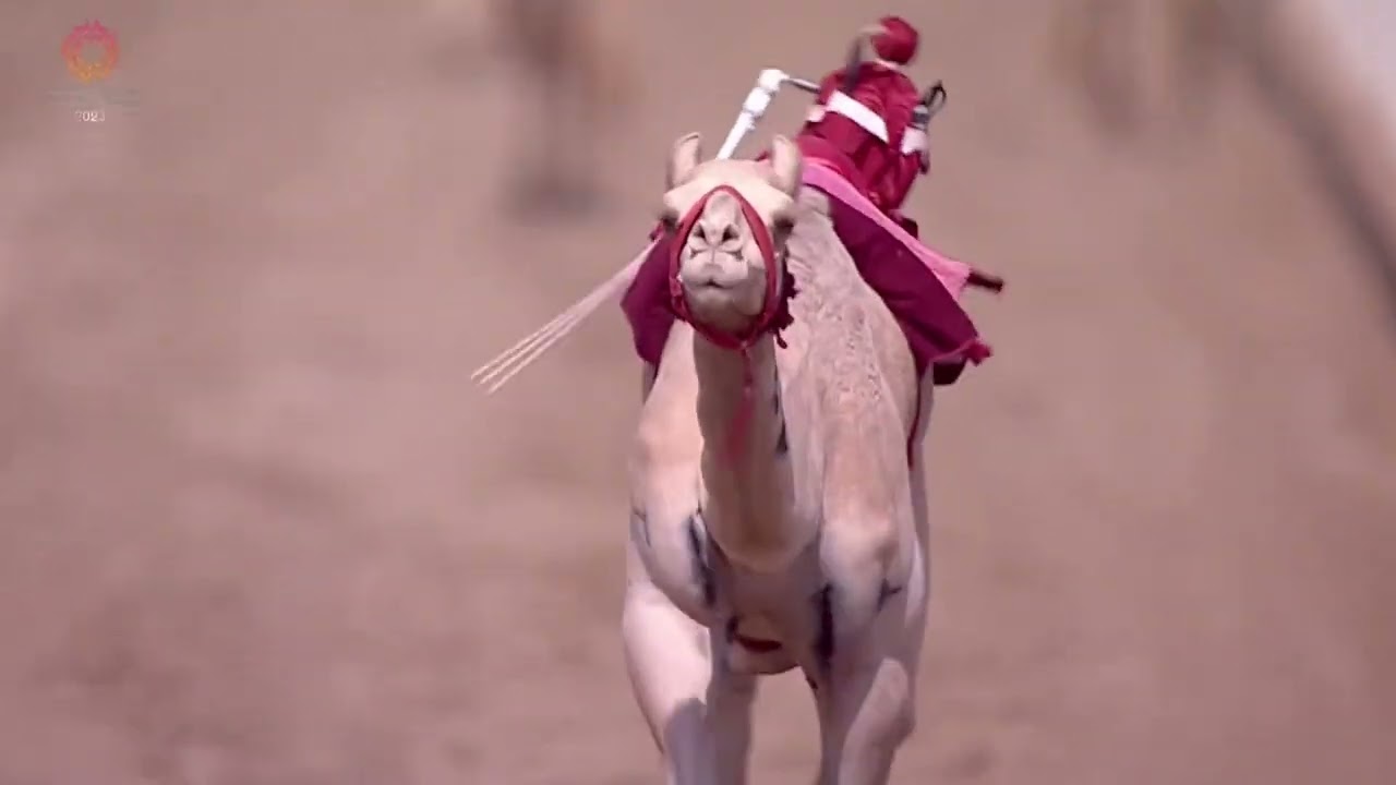 الشوط 1 رمز حقايق بكار مفتوح مساء يوم الخميس 31-8-2023 من #مهرجان_ولي_العهد_للهجن