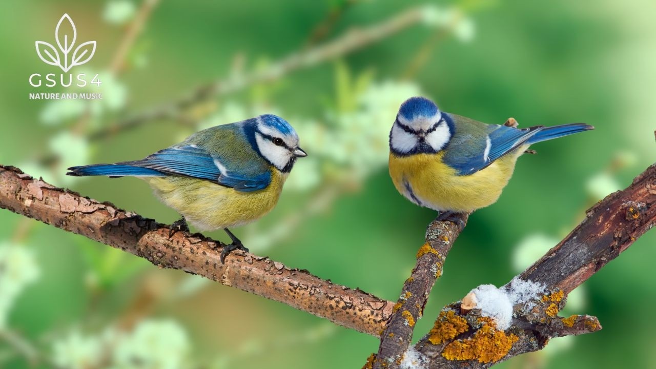 Birds Singing | Forest Birdsong Nature Sounds | Relaxing Sounds to Calm Your Mind and Relieve Stress