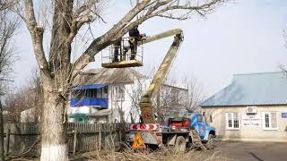 Розпочалося видалення аварійних дерев