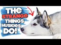 4 STRANGE THINGS That ALL Siberian Huskies Do!!!