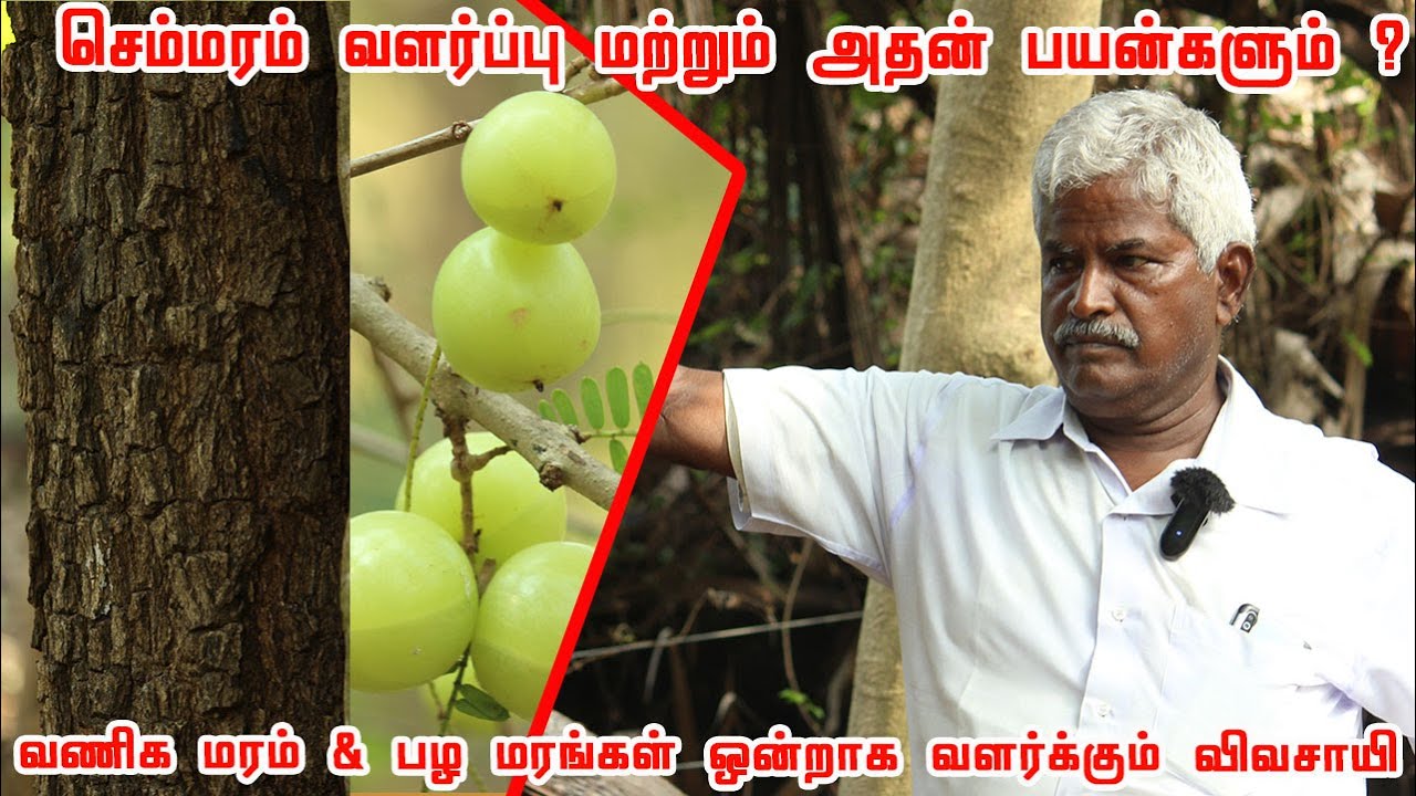 ஒரு குழியில் செம்மரம் மற்றும் நெல்லி மரம் நடவு மூலம் இரட்டிப்பு இலாபம் எடுக்கலாம் | Semmaram