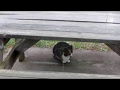 Calico cat playing with snowflakes