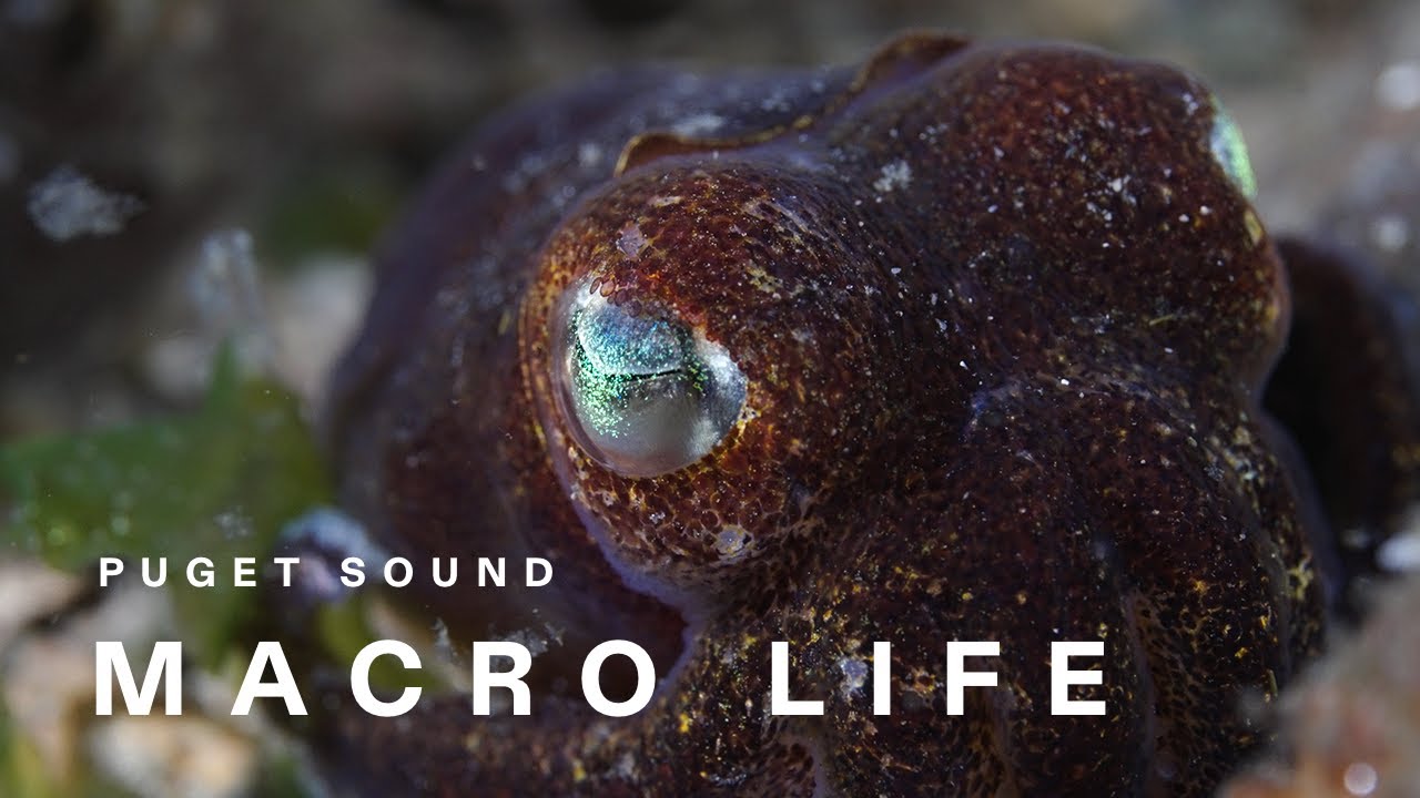 Macro Life of the Puget Sound | 2024 (4K)