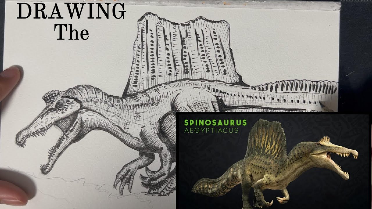 Drawing Spinosaurus Aegypticus