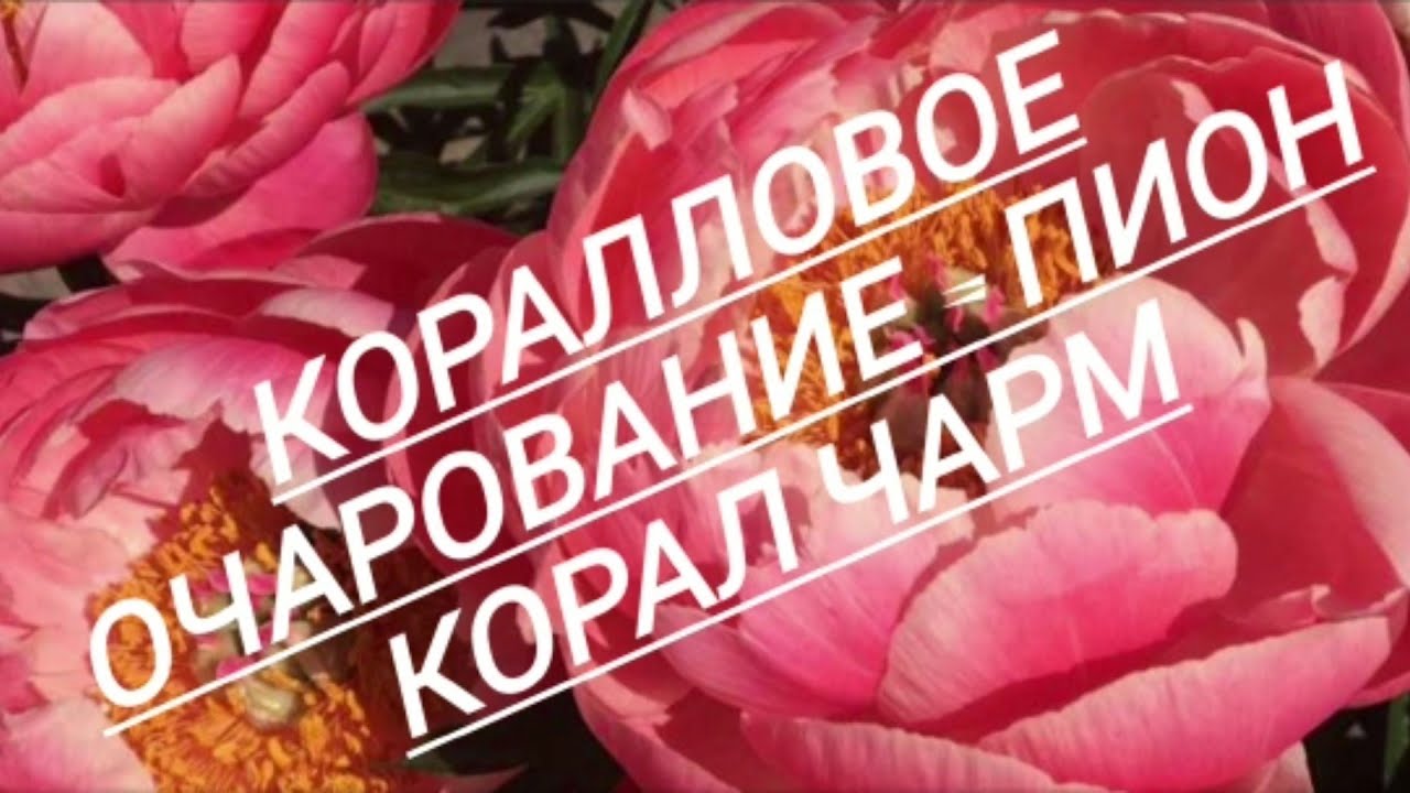 ПИОН - КОРАЛ ЧАРМ//Как сохранить до посадки в грунт//17.03.2023🌺🌺🌺