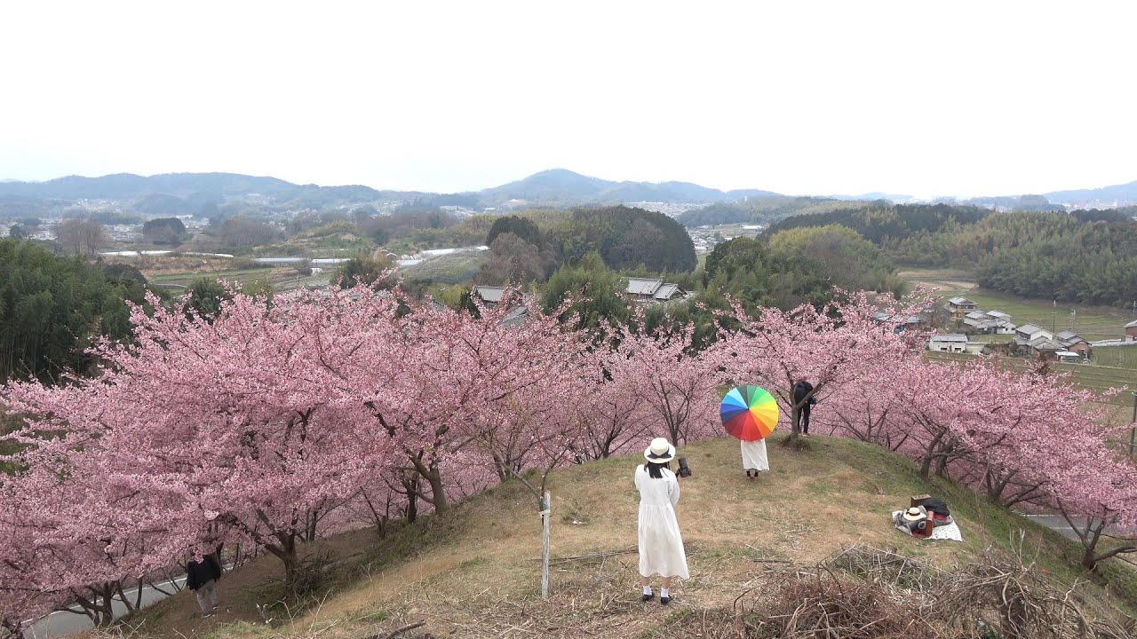 奈良】明日香村・河津桜の丘 Kawazu Cherry Blossoms Hill in Asuka