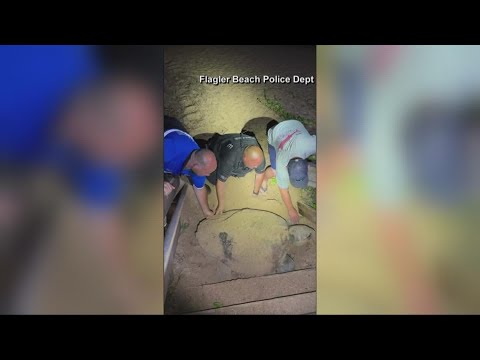 Video: Pet Scoop: Studenții de salvare prinși în coala, țestoasele de mare blond arată în Florida