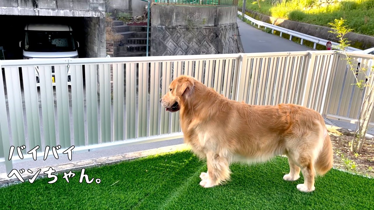 ベンツくん ゴールデンレトリバー Wikiプロフ 飼い主さんも調査 Youtuber Room
