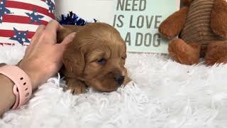 Rachel Goldendoodle For Sale - Mini Goldendoodle - Family Bred Puppies