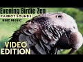 Evening Birdie Zen | HD Parrot TV VIDEO EDITION | 3+ Hours | Bird Room TV