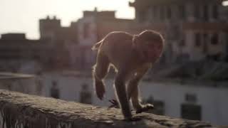 Grade 3 - Bioengineers