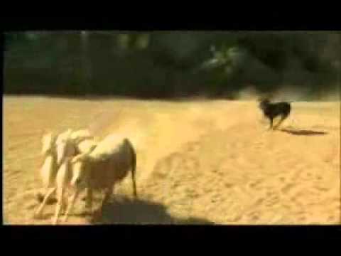 Dog Whisperer: Rottweiler Herding Sheep