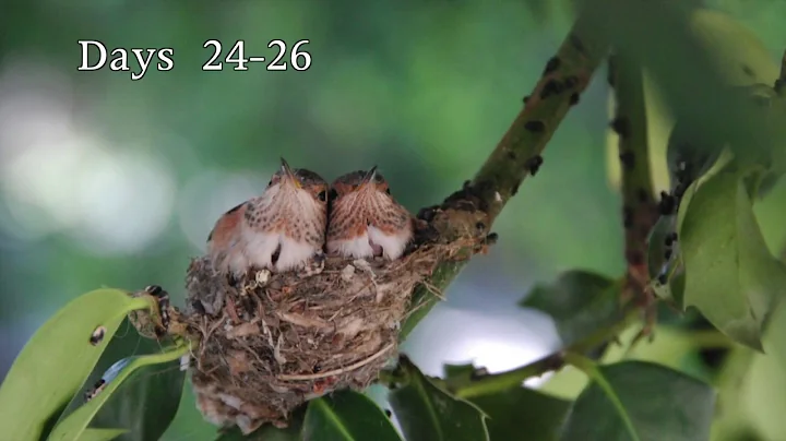 Hummingbird Babies Birth to Fledging the Nest (2)~...