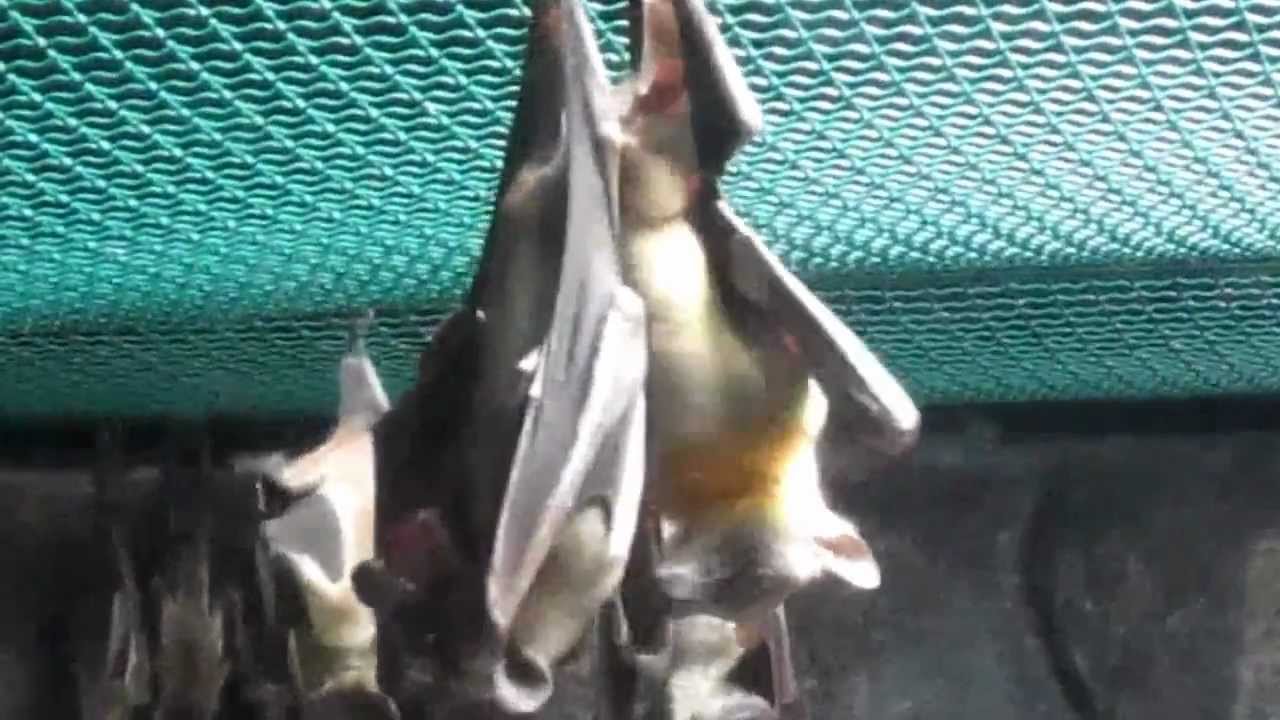 Bat Romance YouTube