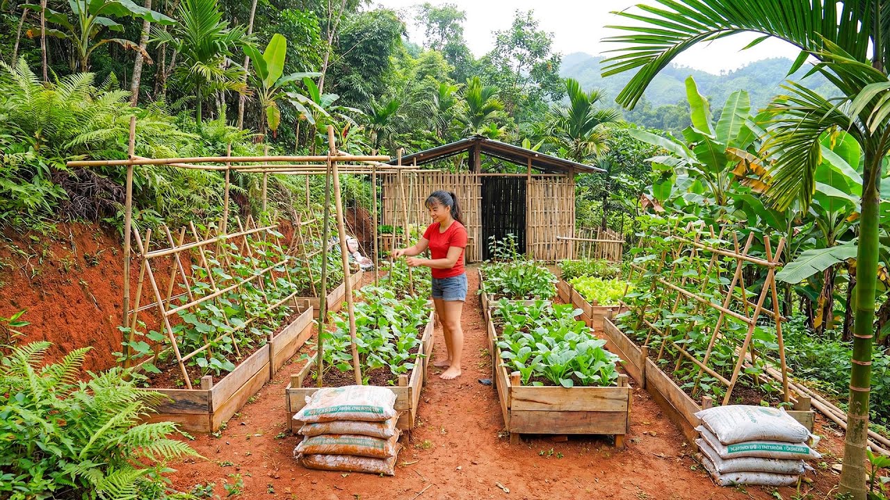 Growing Bell Peppers in Wooden Molds | Smart Technique for Small Spaces