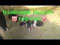 Hampshire piglets sale 60 days old || 70865 88237....8638437735,