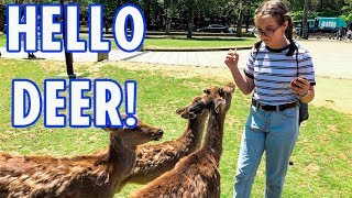 Must Visit Deer Park in Japan!