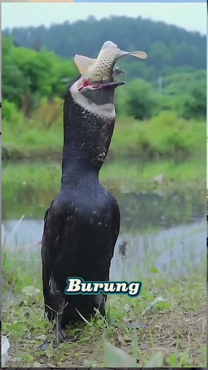 Burung memangsa ikan di sungai #short #shortvideo #burung #burungkicau