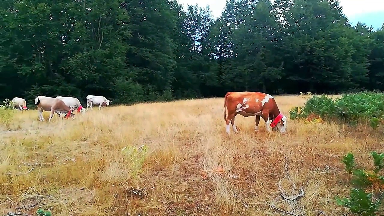 'A Fratta e dintorni - MESORACA (KR)