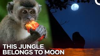 Inside Earth’s Most Mysterious Mangrove Forests | Jungle Planet - Episode 3