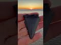 Finding Shark teeth fossils along the shore