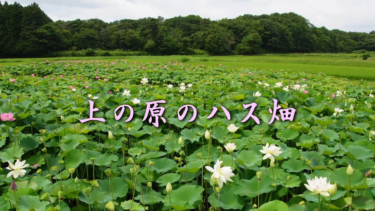 【栃木県那須町】　上の原のハス畑　今年も綺麗に咲いています