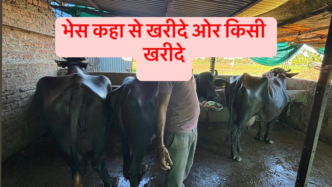 Baffelo ke pechan | Ache baffelo ke pechan | Dairy farm ke leye baffelo kaha se karidhe | Baffelo